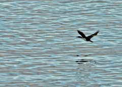 Imperial cormorant